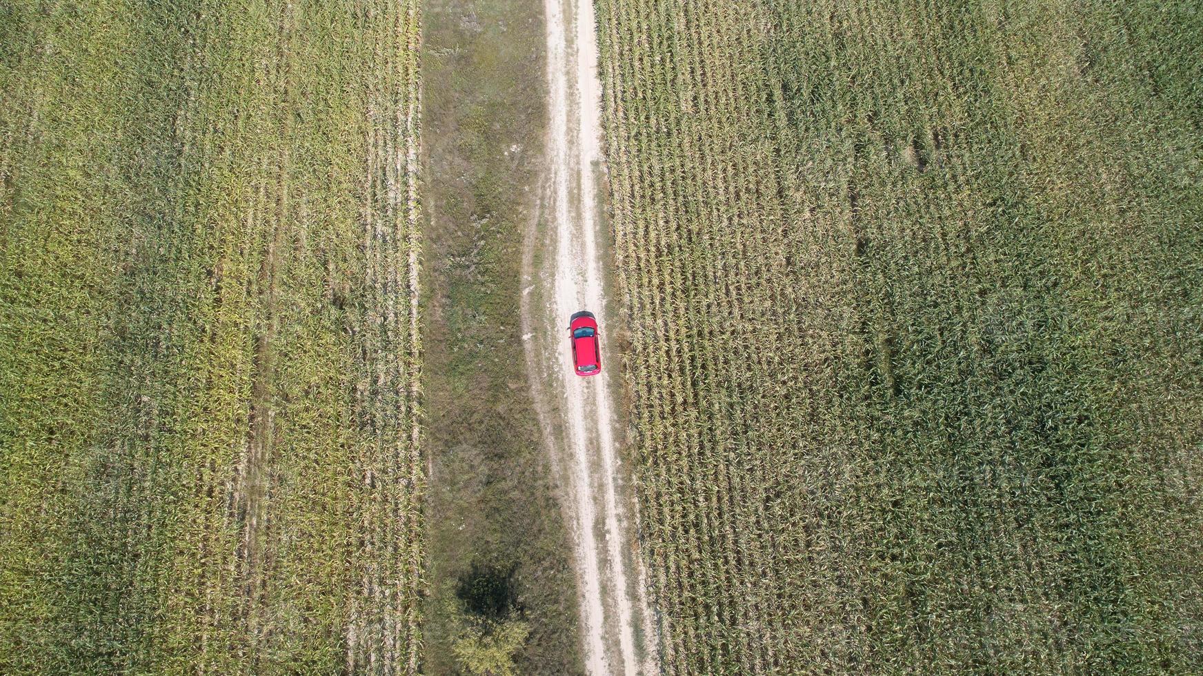 Car drives on the road between two big fields with green wheat. Agriculture landscape. photo