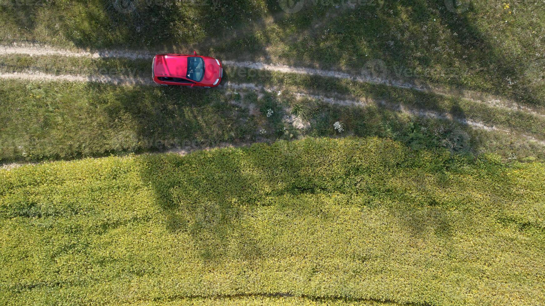 Car drives on the road between two big fields with green wheat. Agriculture landscape. photo