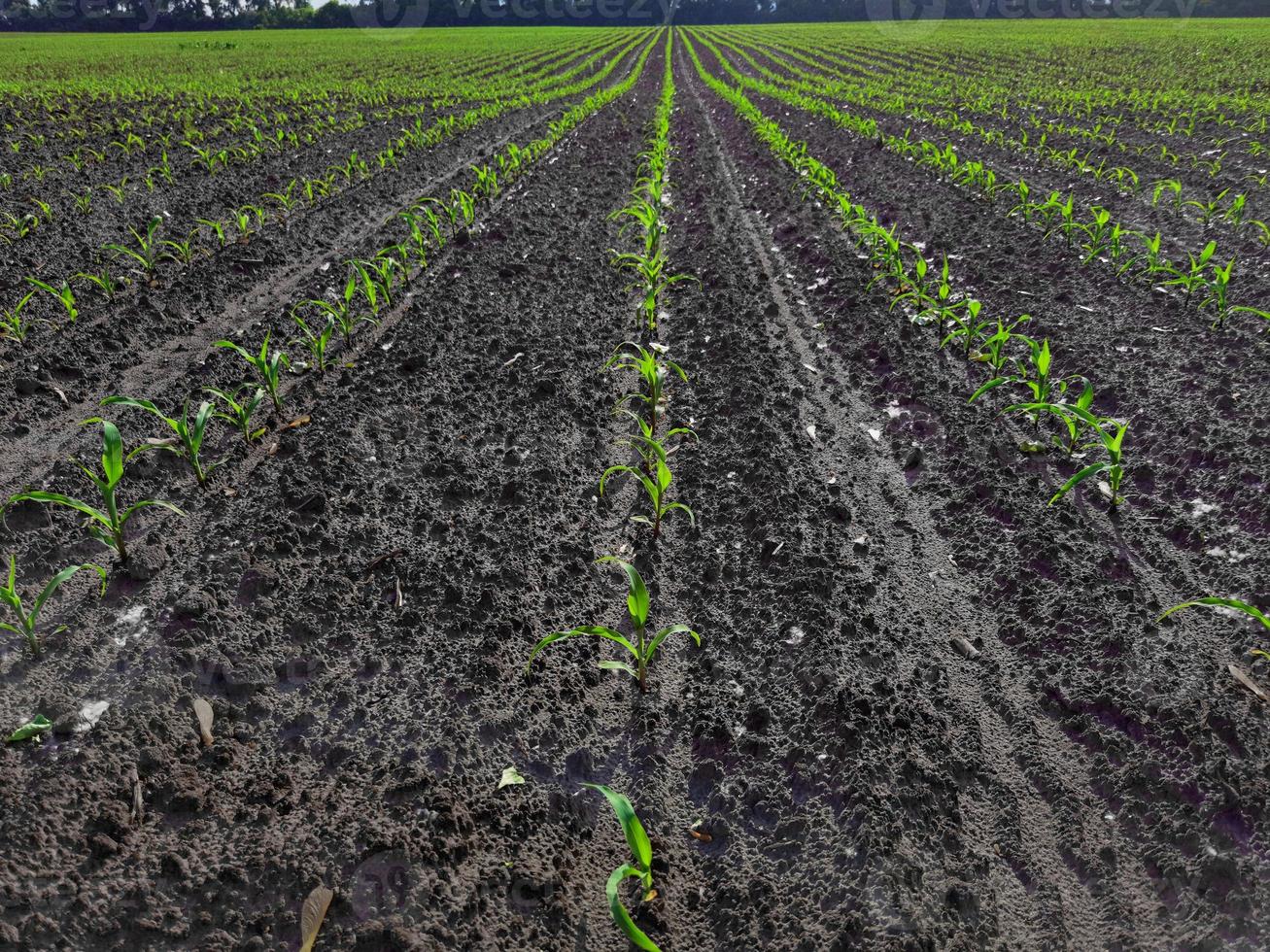 The growth and development of corn plants. photo