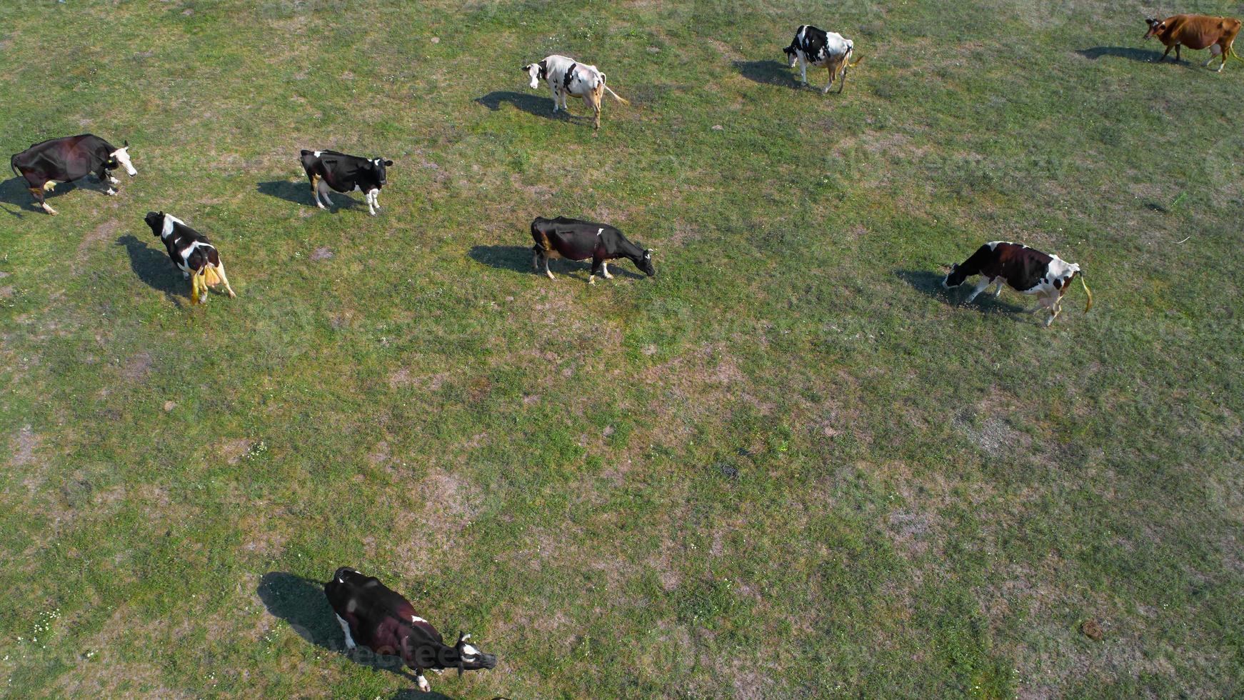 aerial view of cows on green pasture in Ukraine photo