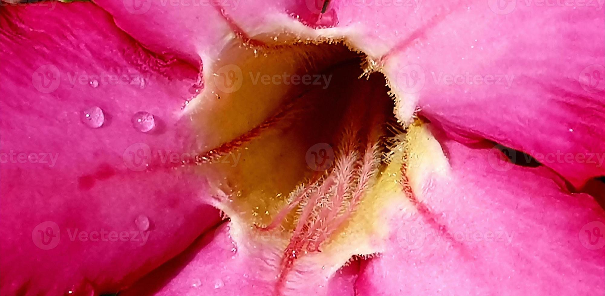 hermoso primer plano de flor rosa rosa allamanda o allamanda blanchetii a.dc, o apocynaceae con gotas de rocío fresco en la mañana foto