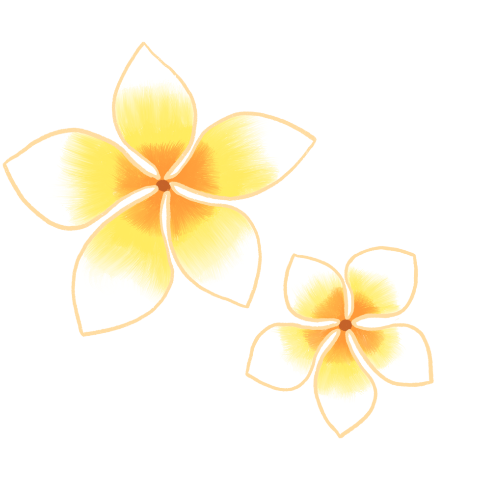 Frangipani flower, Leelawadee, plumeria, Flower png