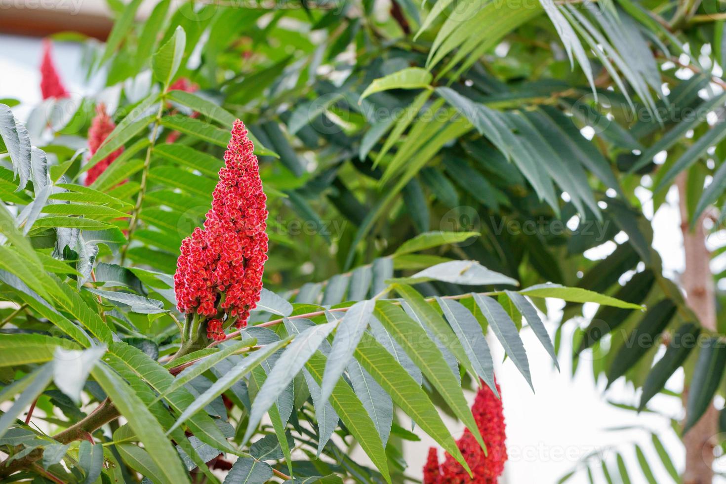 árbol de vinagre de sumachote floreciente, hermosa flor de cono de terciopelo rojo. foto