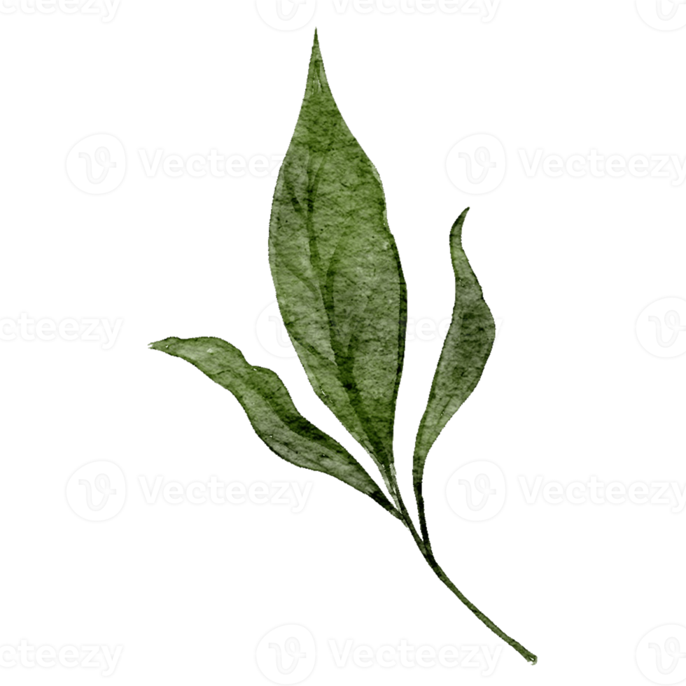 Hand drawn botanical autumn leaf illustration png