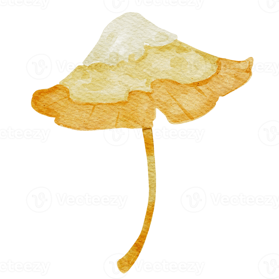 Hand drawn botanical mushroom illustration png