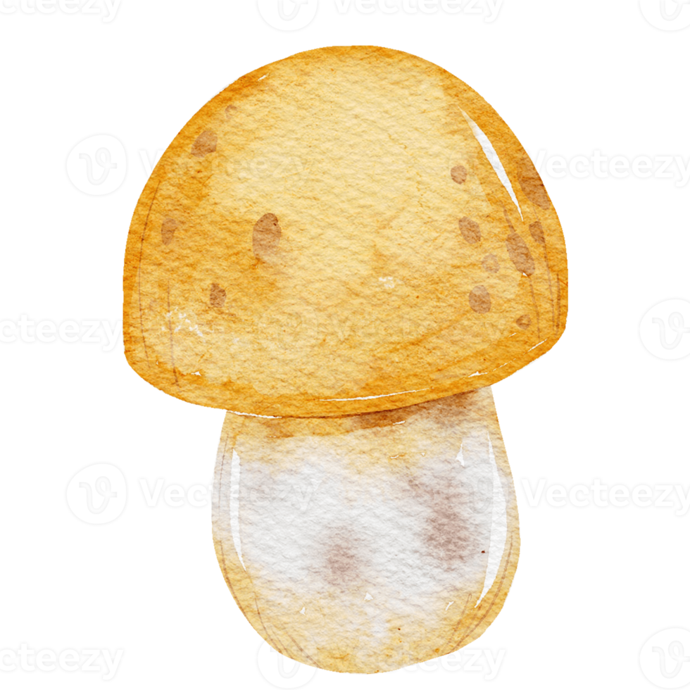 Hand drawn botanical mushroom illustration png