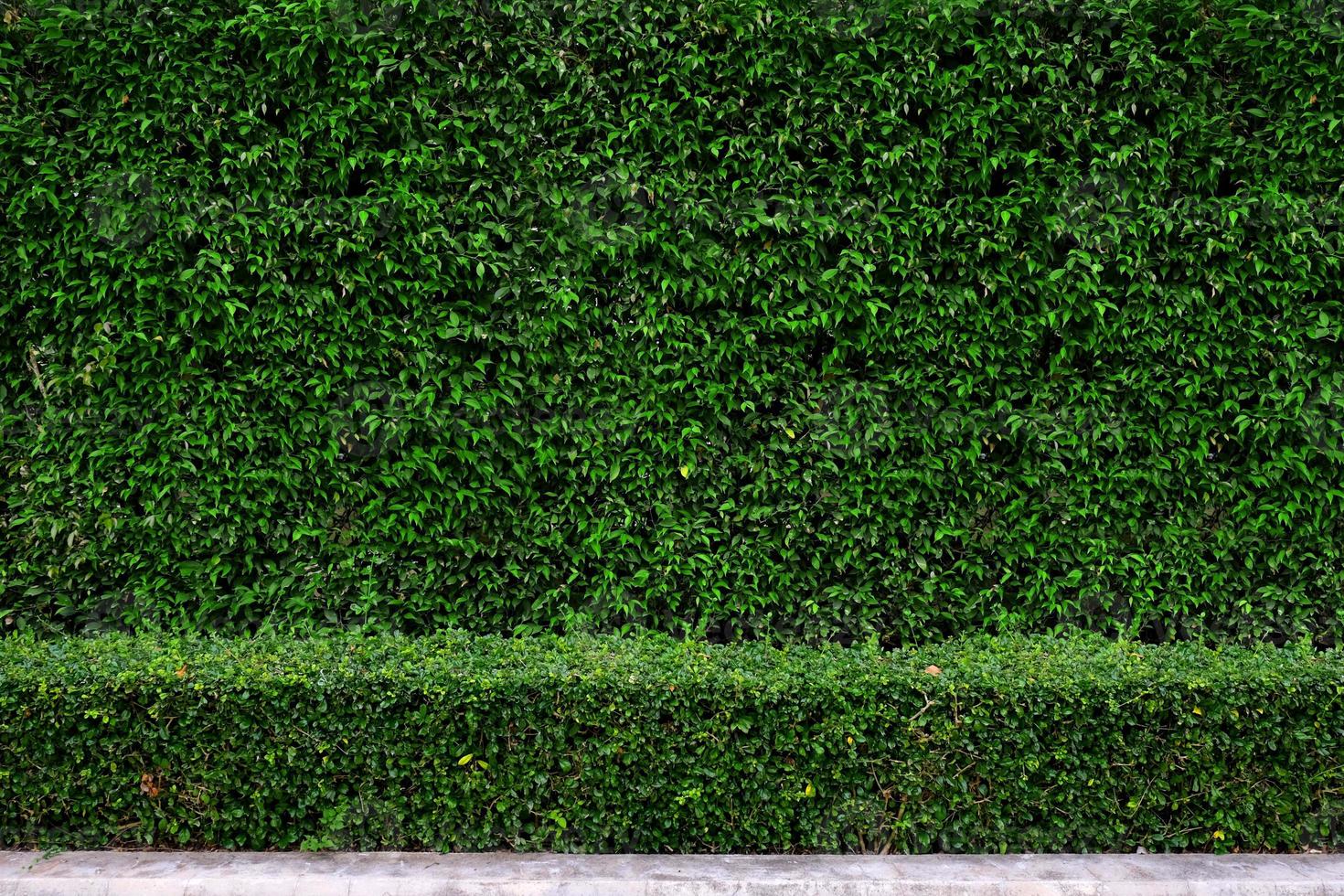 fondo de pared de valla de planta de planta foto