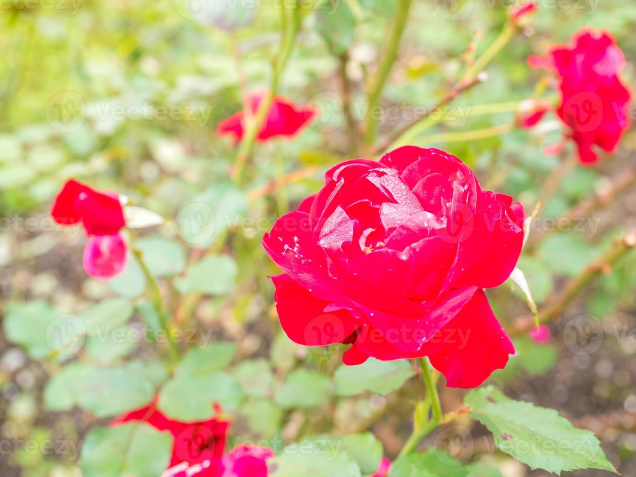 Red rose flower photo