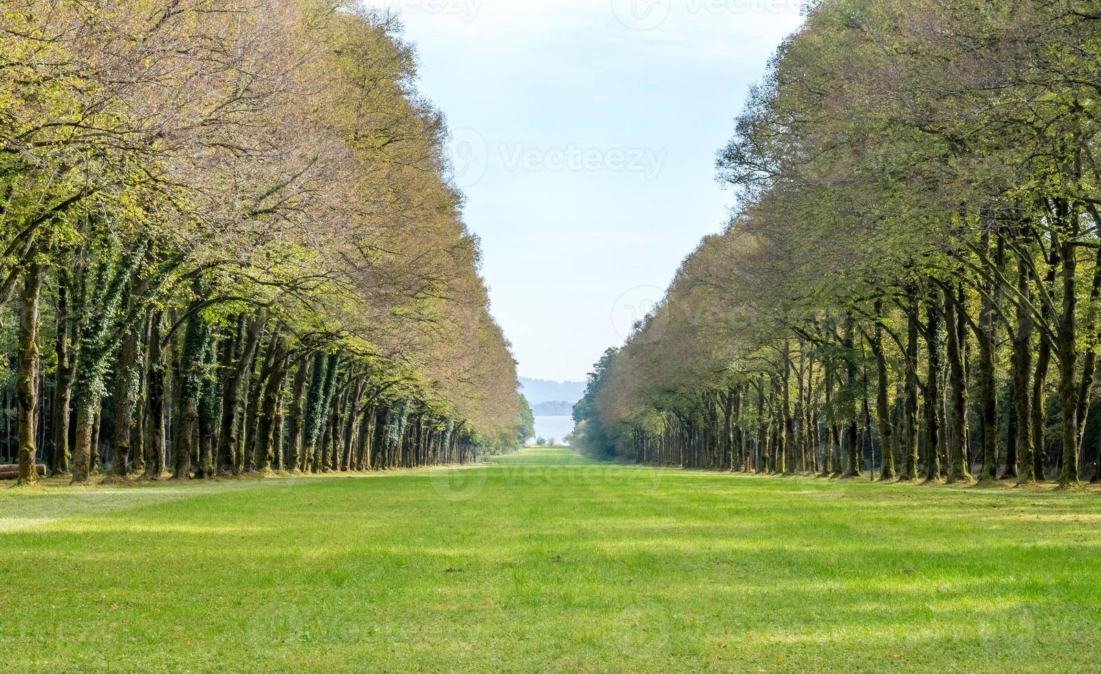 Green trees in Herrenchiemsee palace park photo