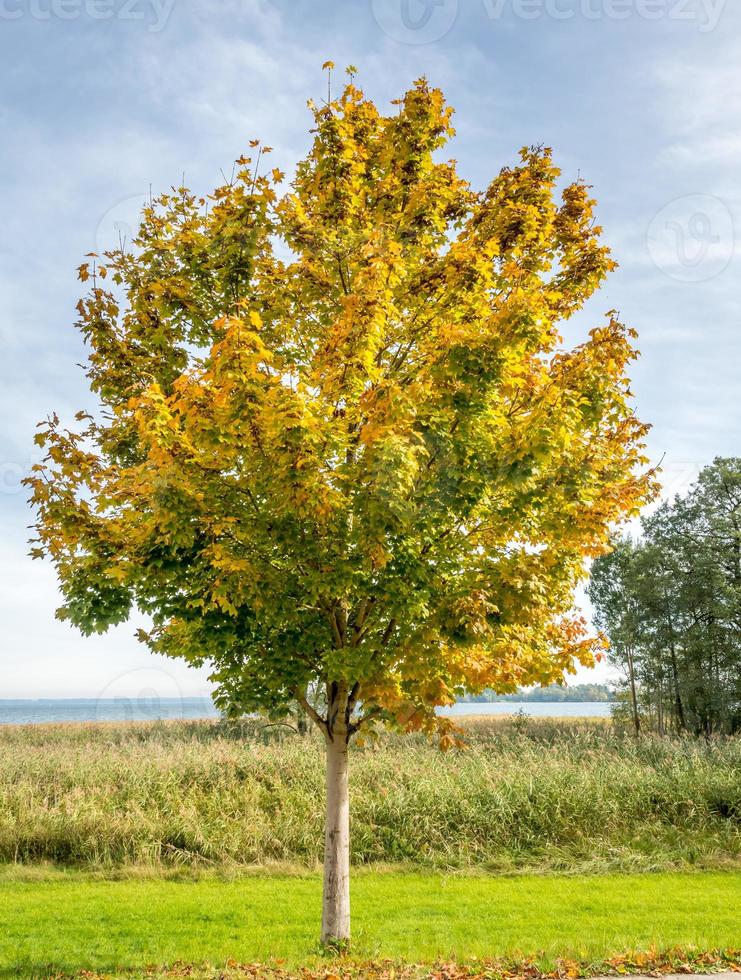 Green trees in Herrenchiemsee palace park photo