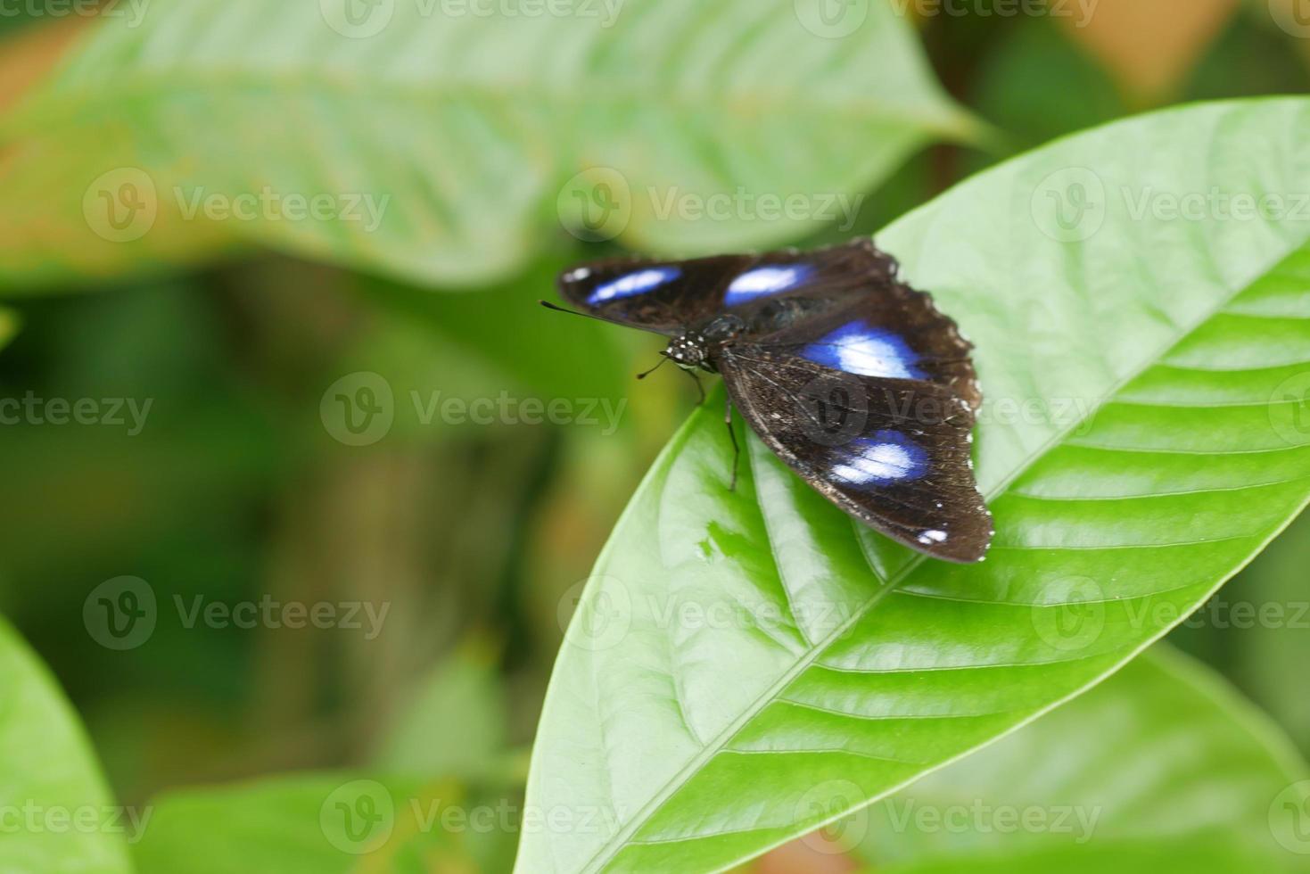 colorida mariposa negra y azul en verano. foto