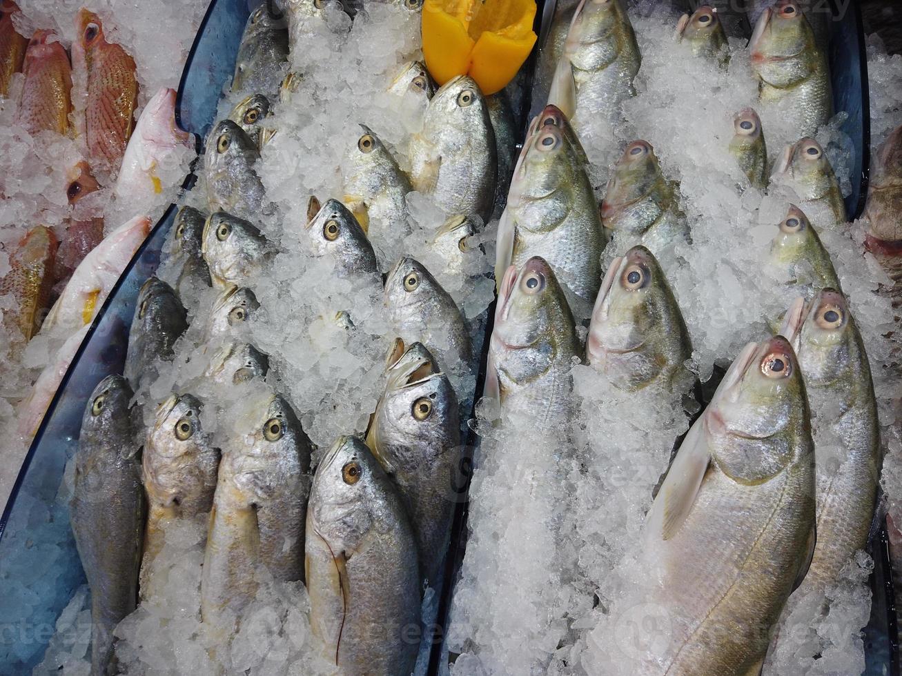 raw seafood fish display for sale photo