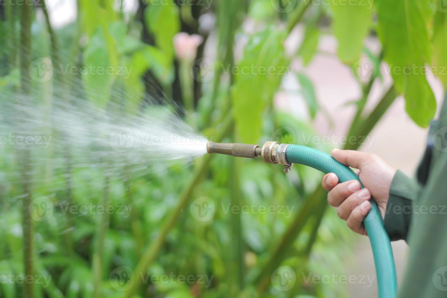 watering plants in the garden photo