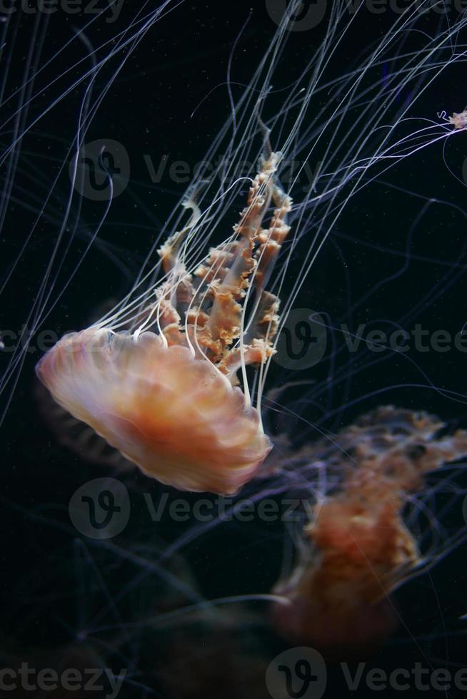 Jellyfish in the aquarium in dark photo