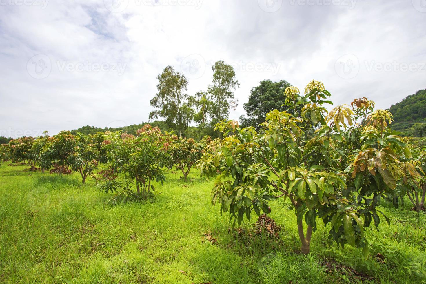 jardín longan, chiang mai foto