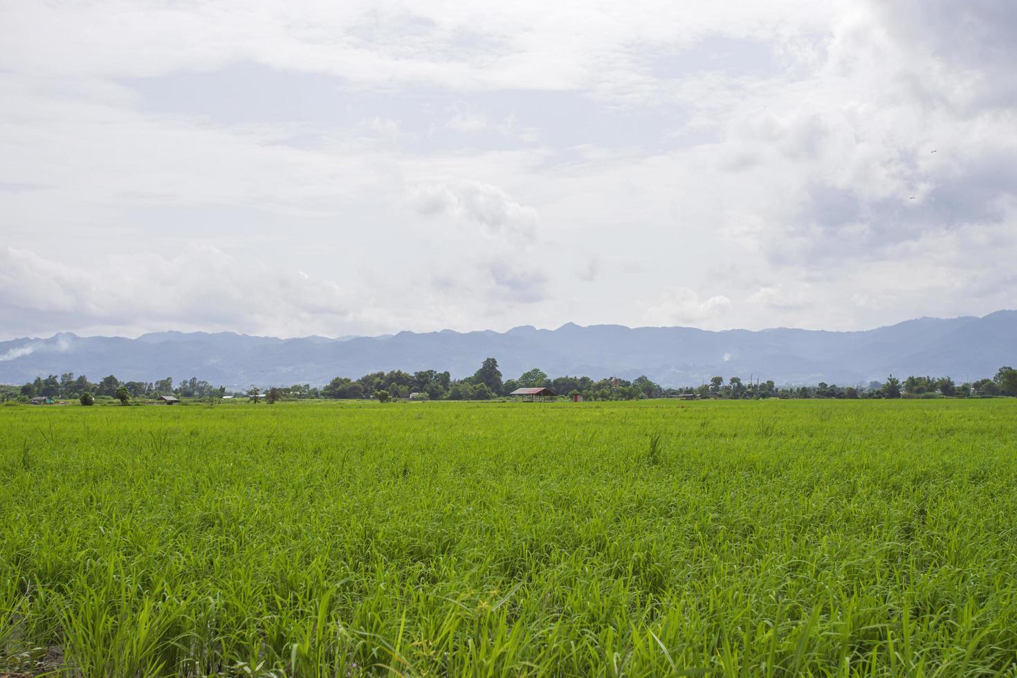 Green fields with ridges photo