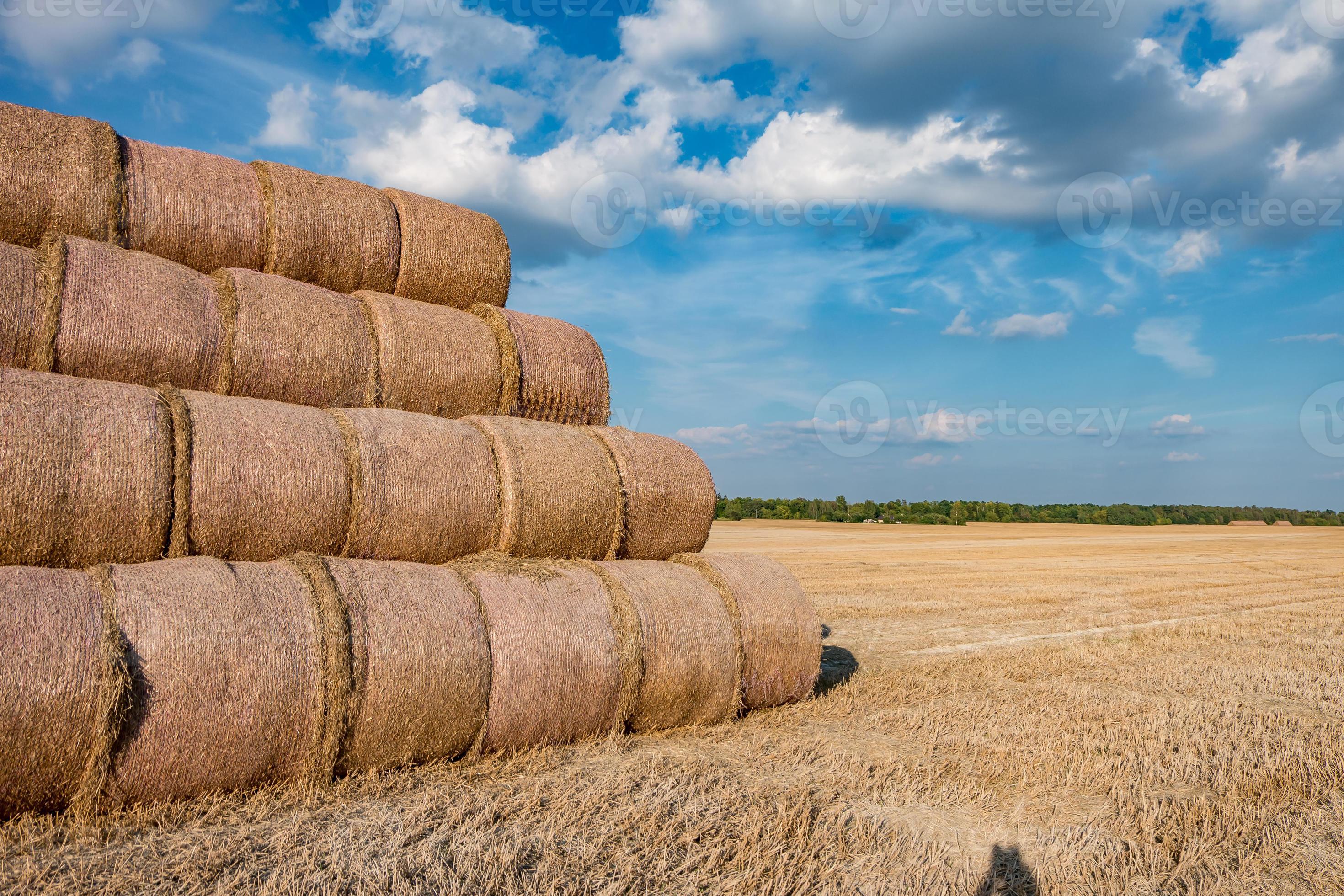 huge straw pile of Hay roll bales on among harvested field. cattle