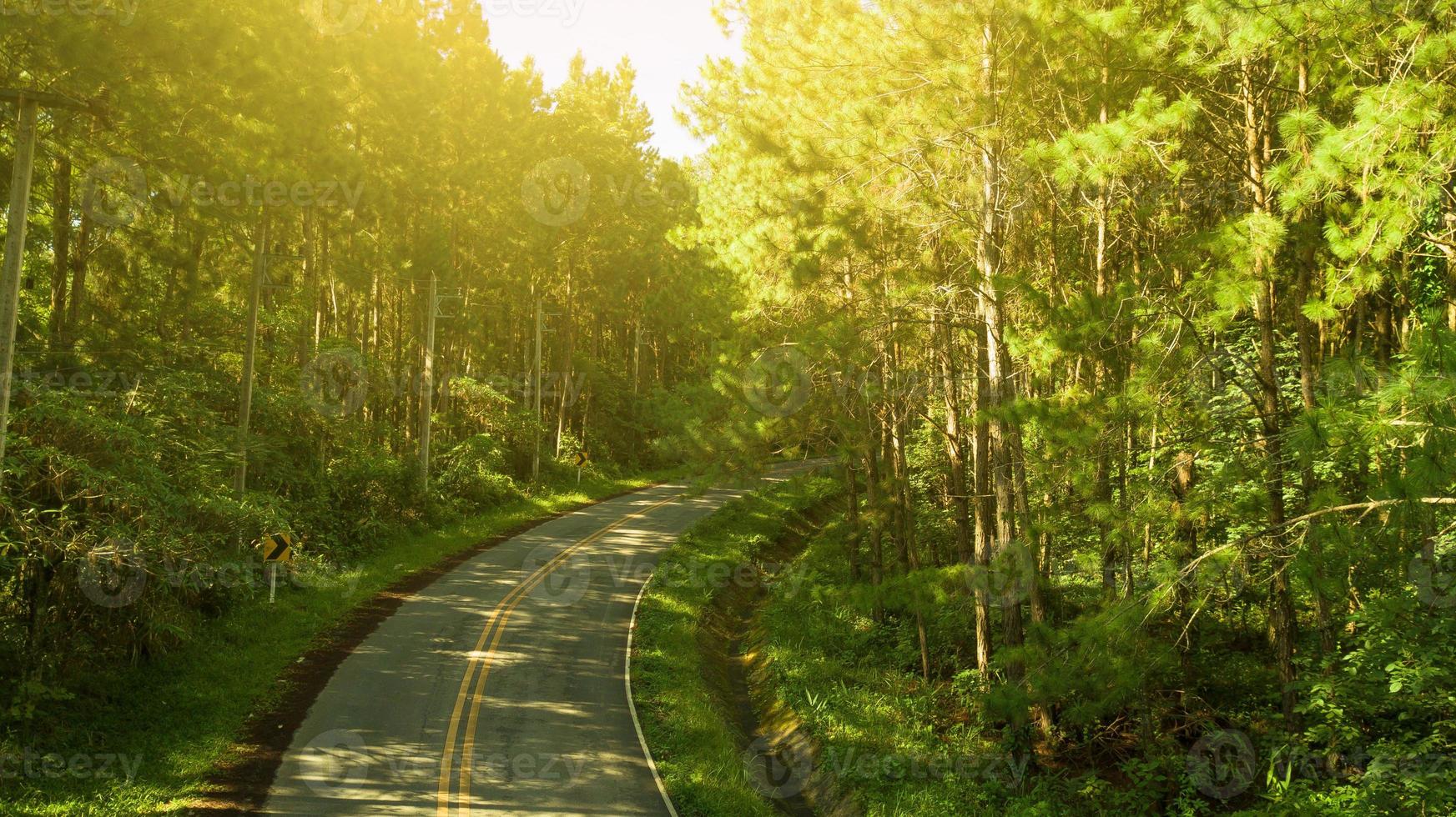 Road in the  Pine forest photo