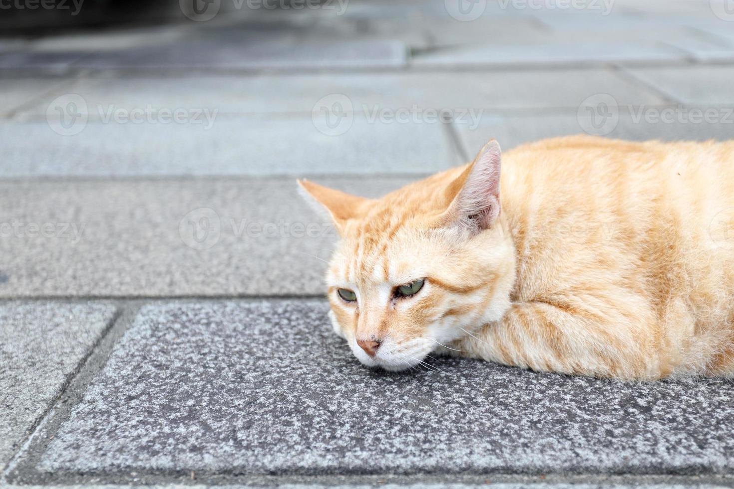 Stray Cat Sleeping 10333407 Stock Photo at Vecteezy