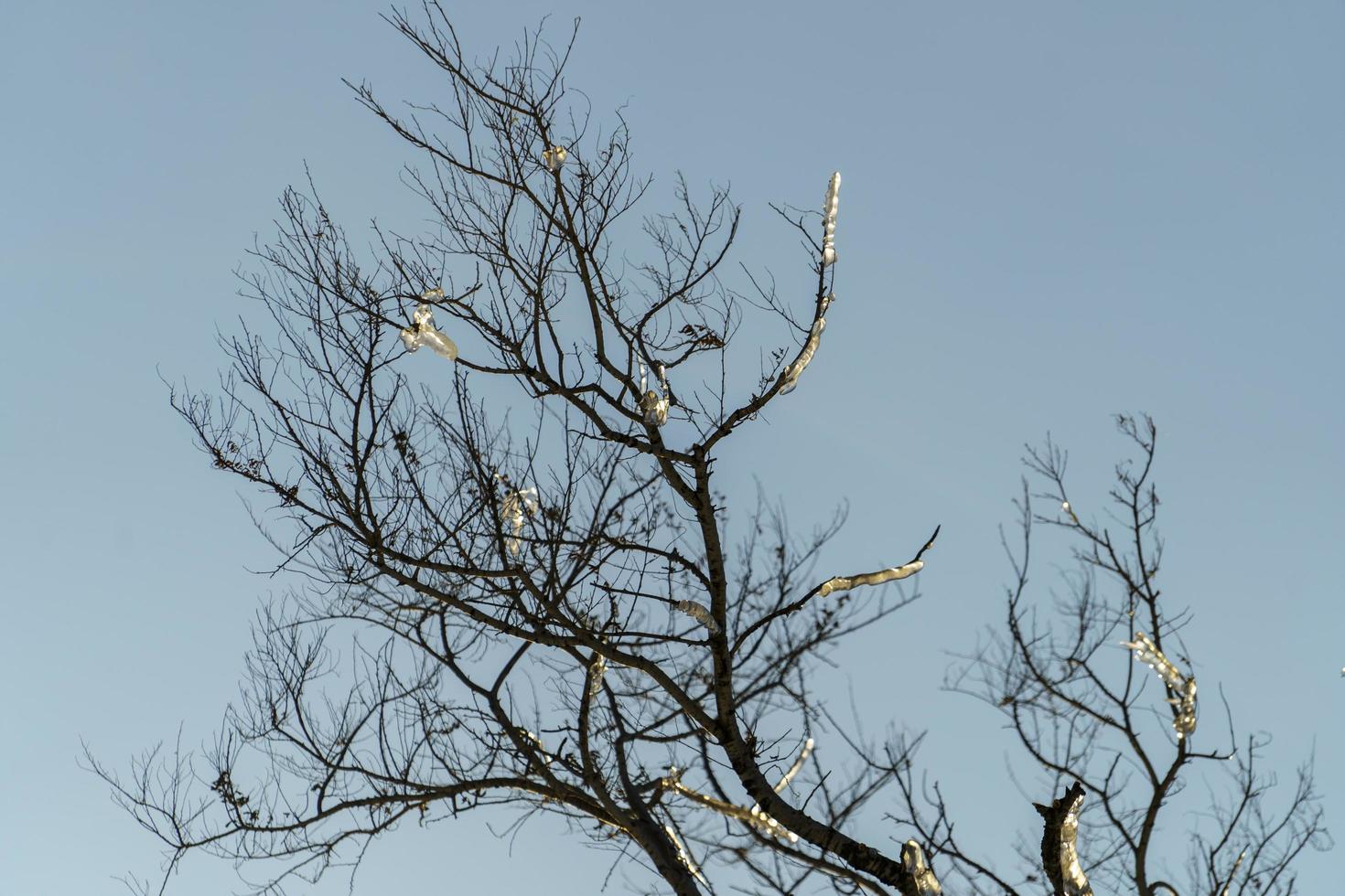 Winter landscape with tree trunks and branches in the ice photo