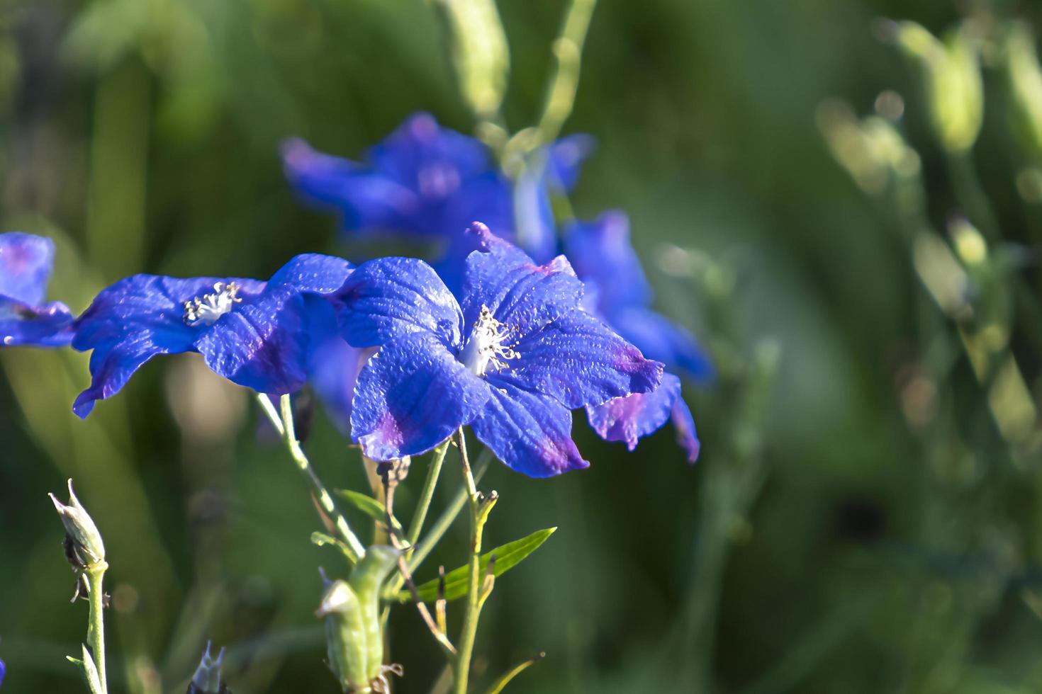 Beautiful blue flowers on a green blurred background photo