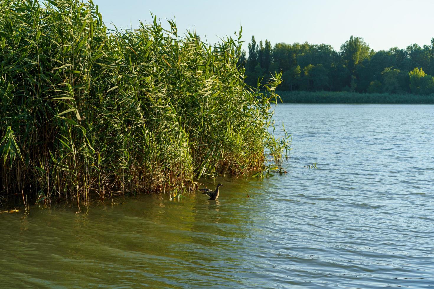 Landscape with reeds on the background of the water surface photo