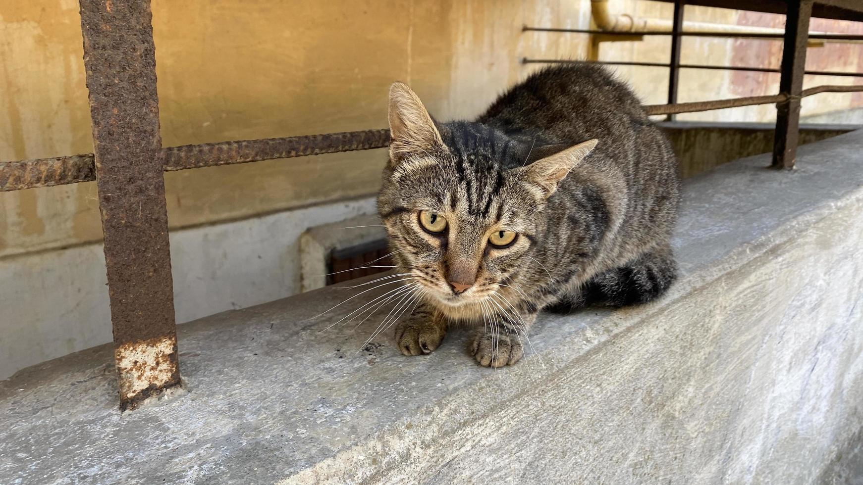 Portrait of a street tabby cat in the yard of the house photo