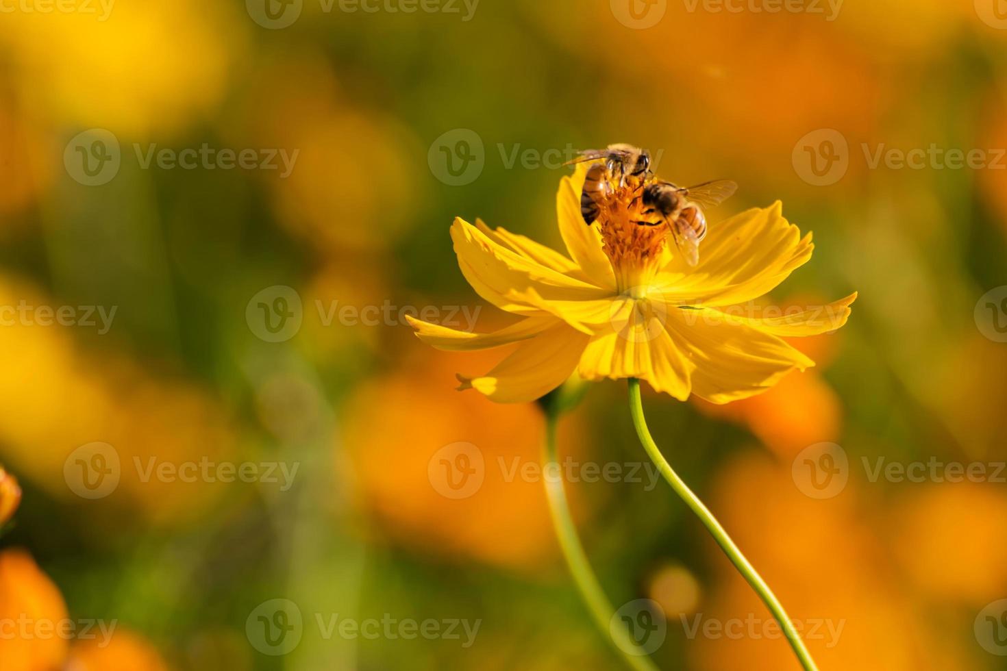 Flying worker bee. photo