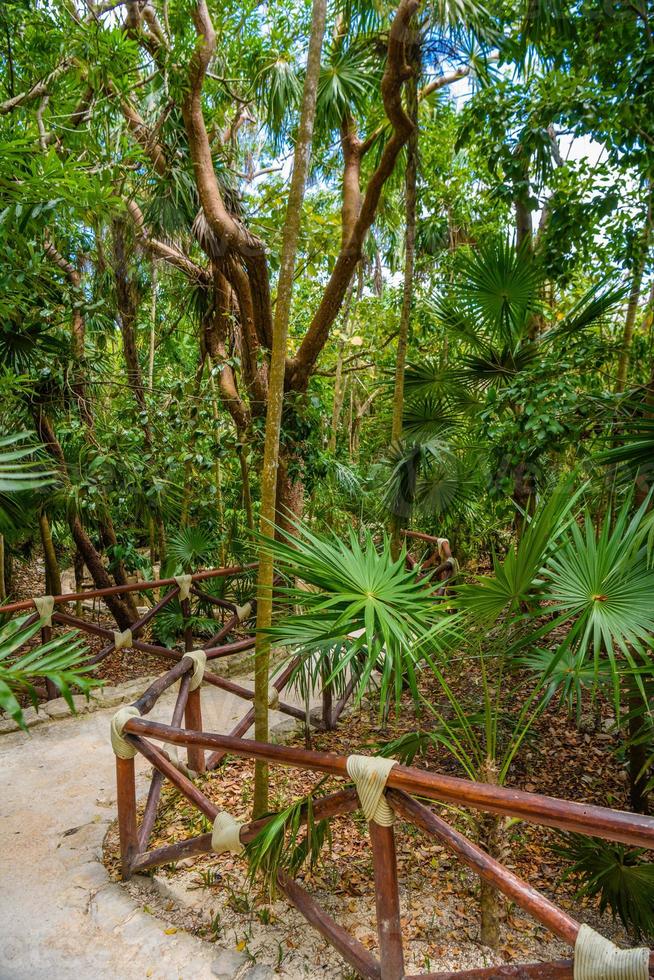 Walking trail path in rain tropical forest jungles near Playa del Carmen, Riviera Maya, Yu atan, Mexico photo