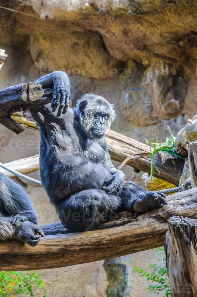 Chimpanzees, chim monkeys in Loro Parque, Tenerife, Canary Islan photo