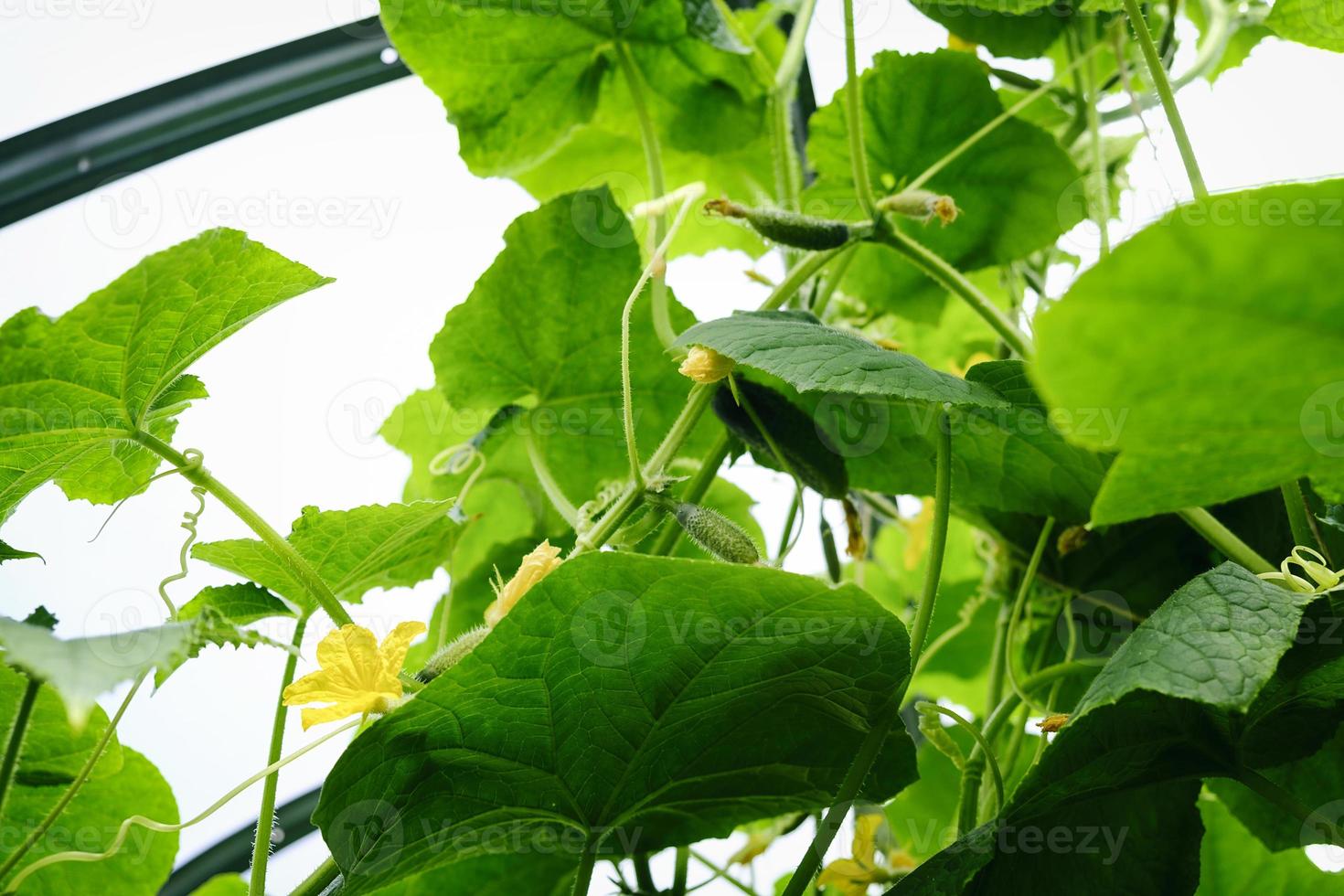 Flowers tendrils and fruits of cucumbers growing in a greenhouse photo