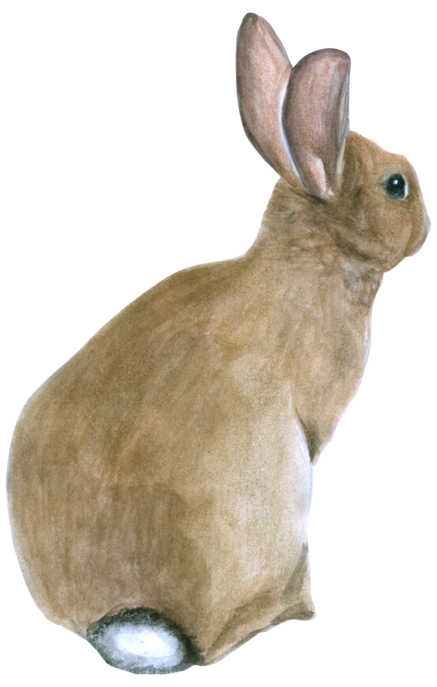 conejo pascua animal acuarela png