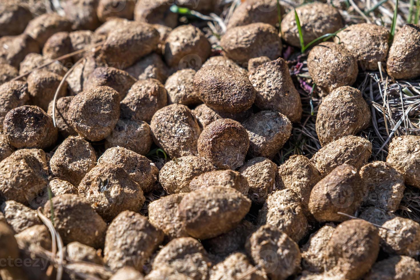 many balls of moose or deer dung on dry grass photo