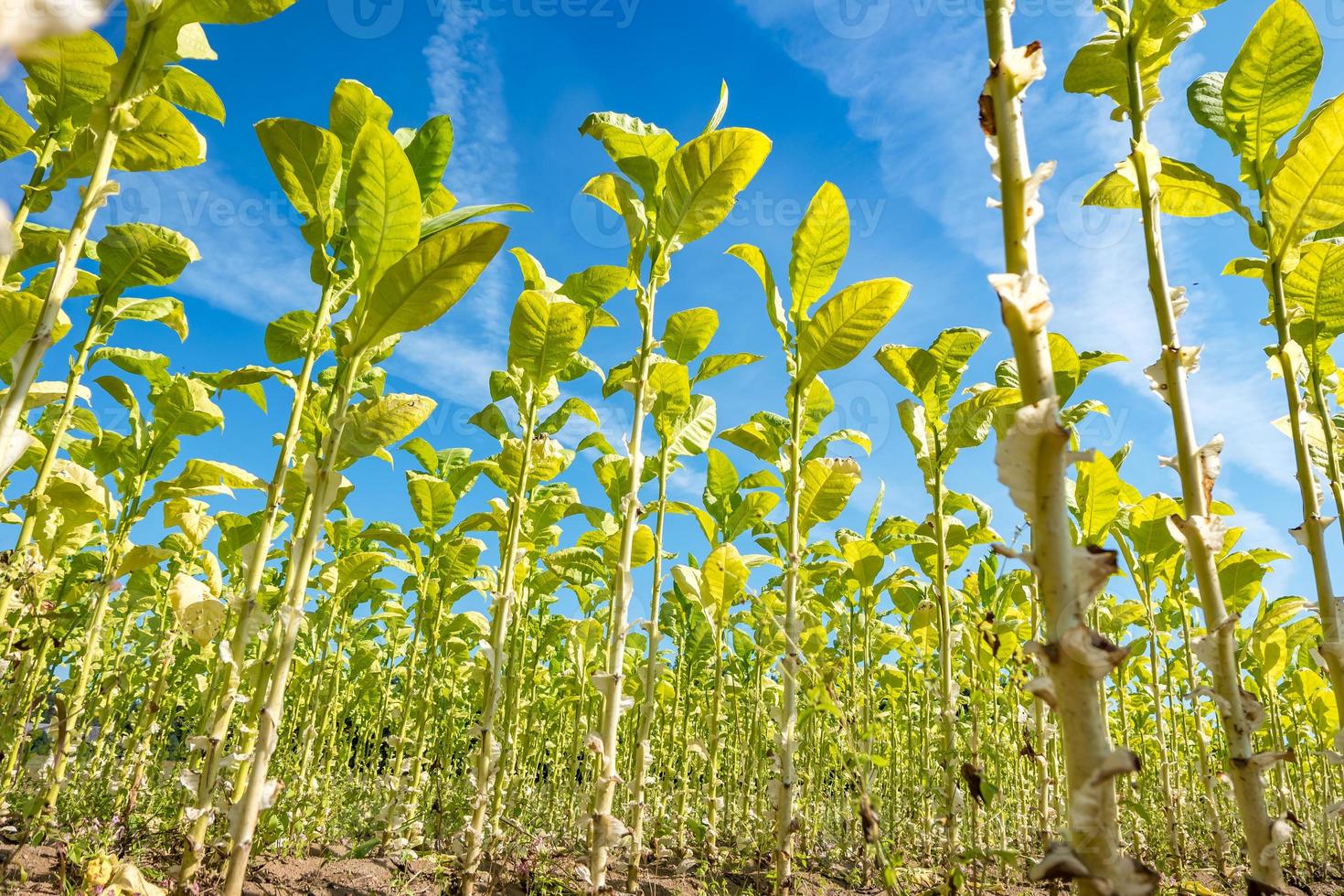 plantación de campo de tabaco bajo un cielo azul con grandes hojas verdes foto