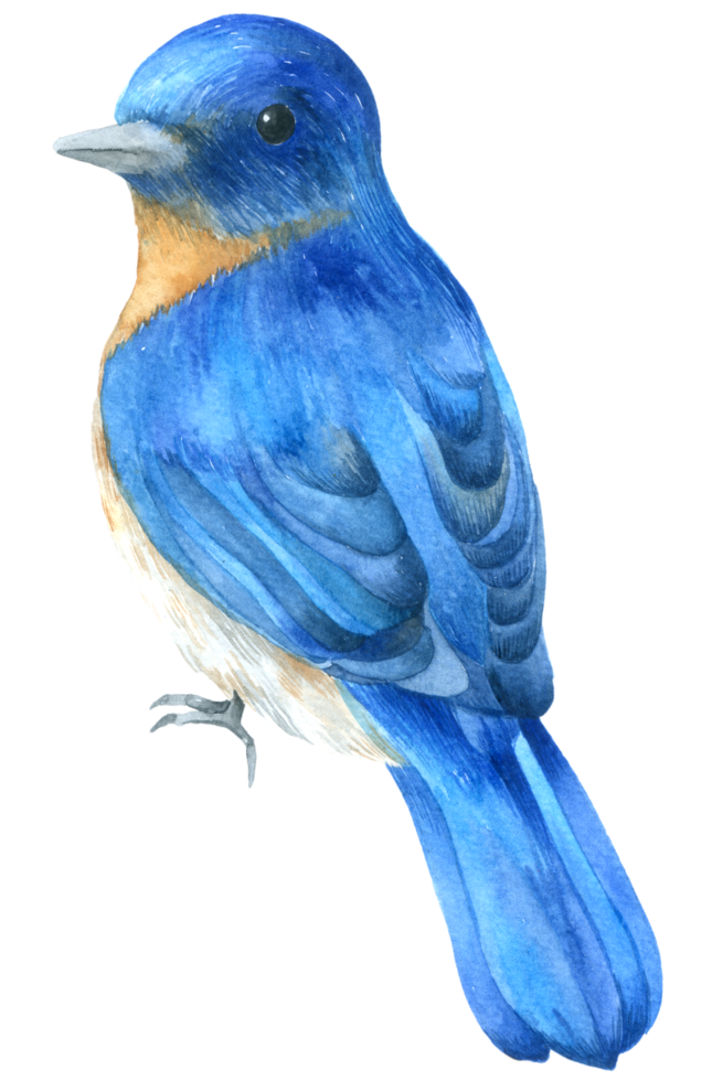 pintura de mano de acuarela de pájaro azul png