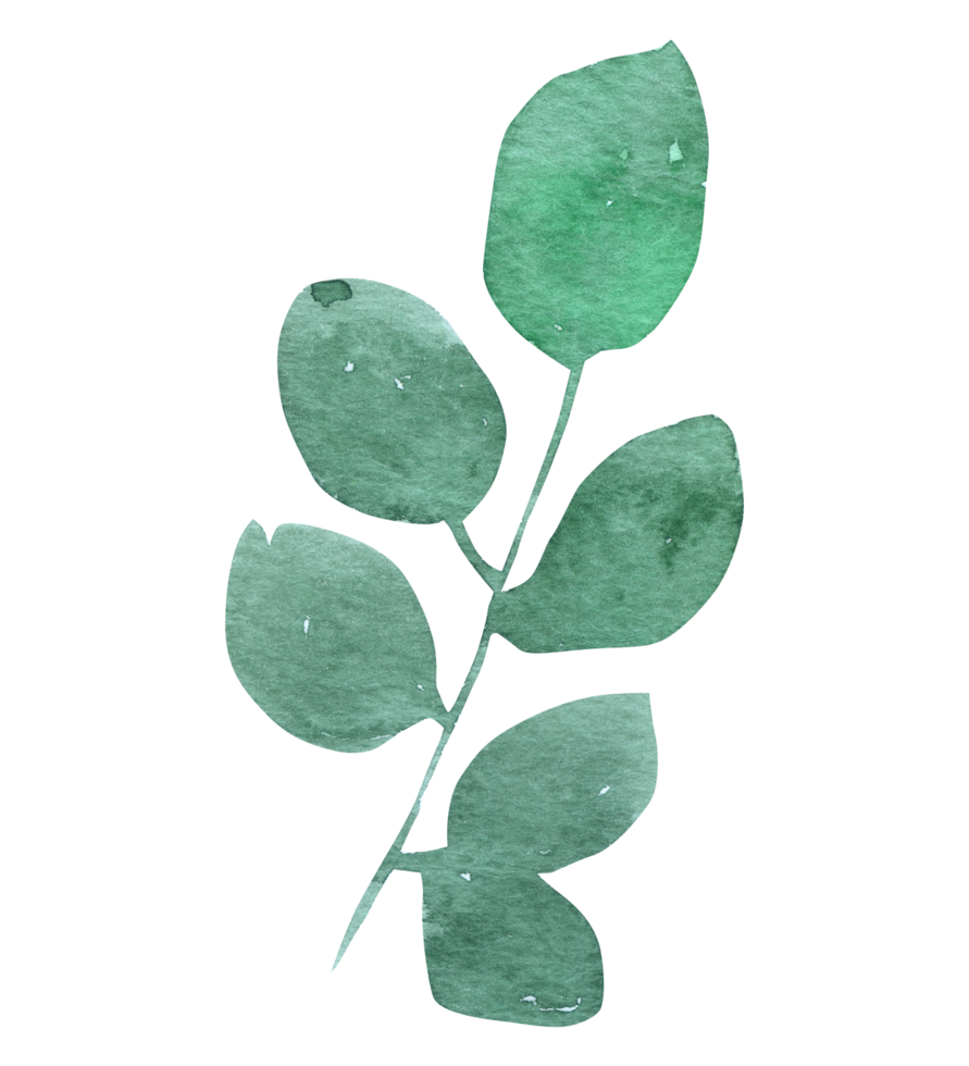 Leaf foliage watercolor png