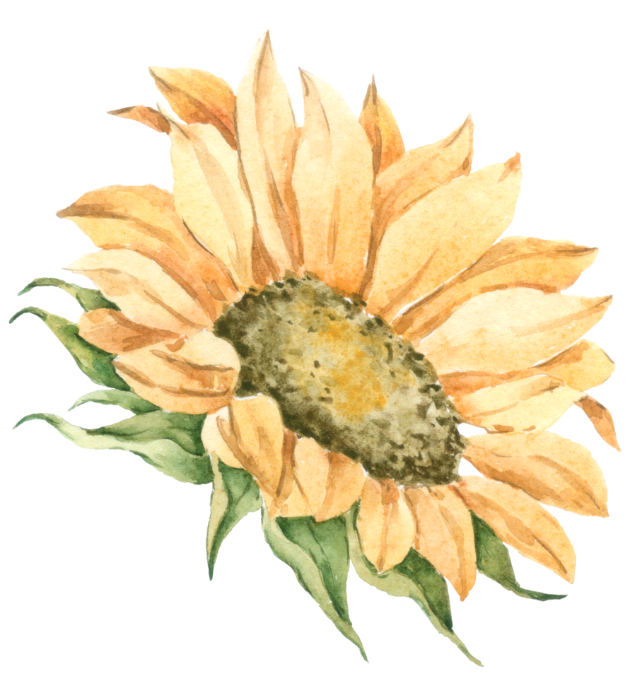 Sunflower watercolor, Spring Yellow Flower, Ukraine Flower png