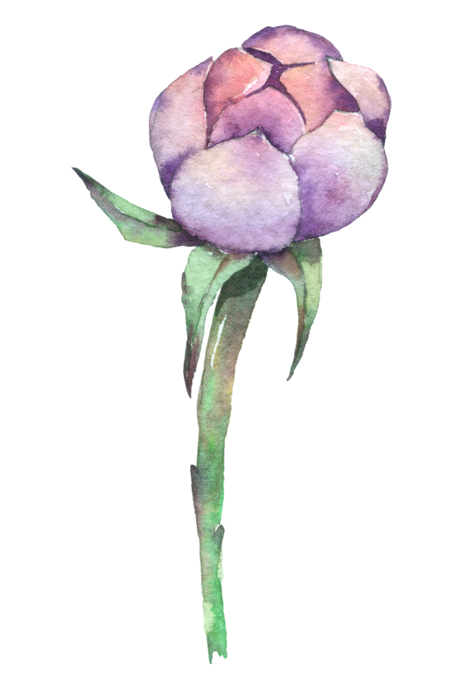 fleur de pivoine violette, aquarelle de fleur d'automne png
