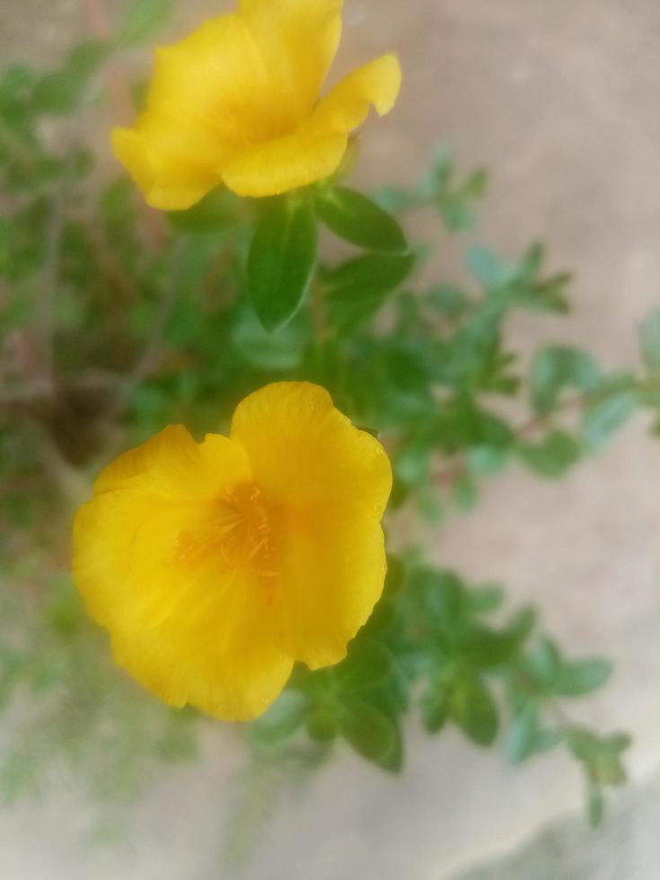 portulaca grandiflora, fondos de pantalla, flor hermosa, naturaleza de belleza foto