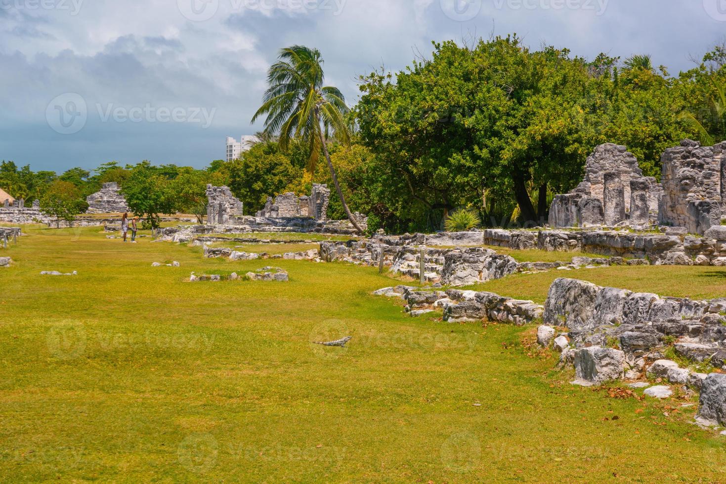 Iguana lizard in ancient ruins of Maya in El Rey Archaeological Zone near Cancun, Yukatan, Mexico photo