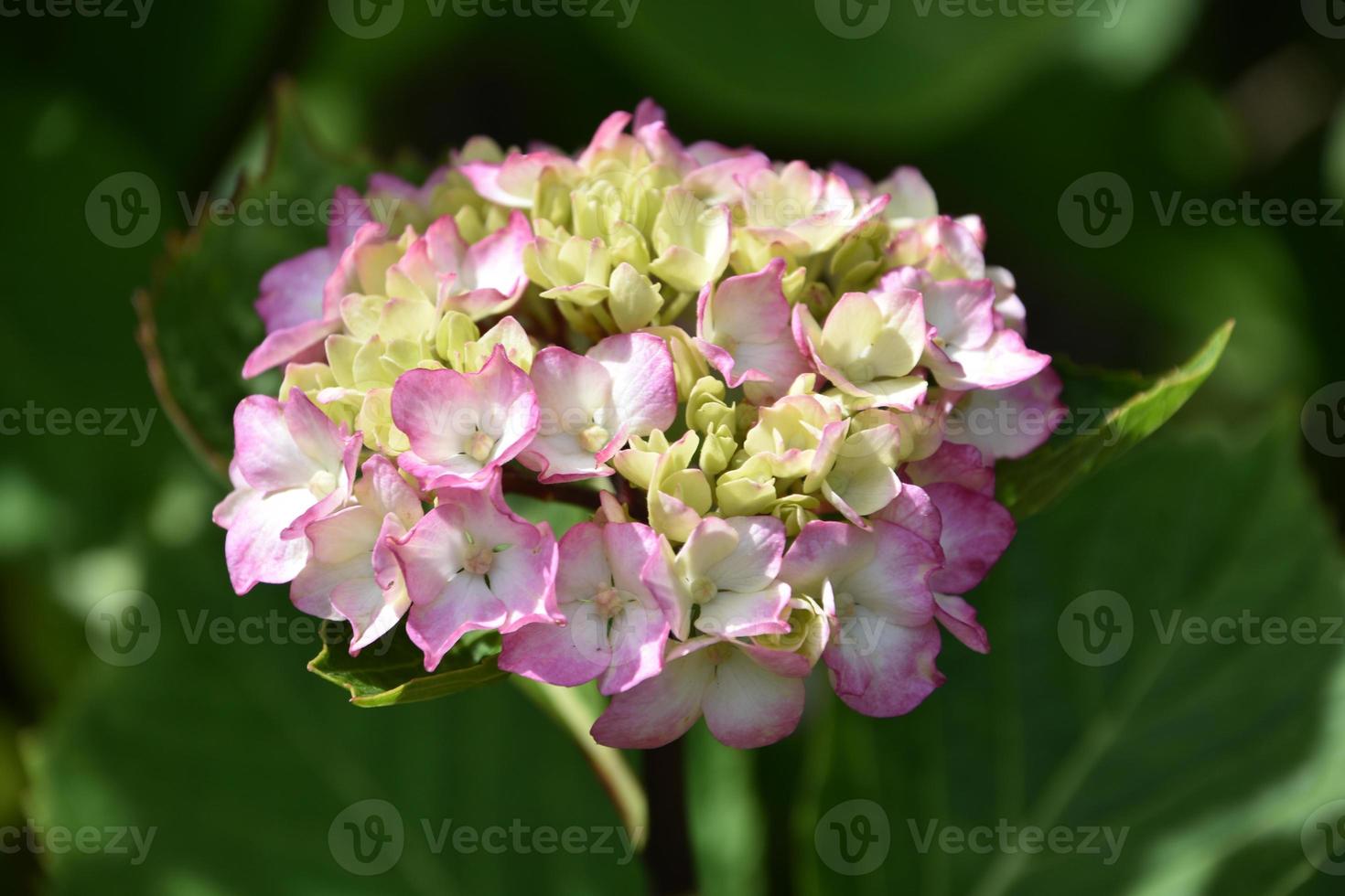 Hortensia rosa claro y blanco que florece en un arbusto 10335856 Foto de  stock en Vecteezy