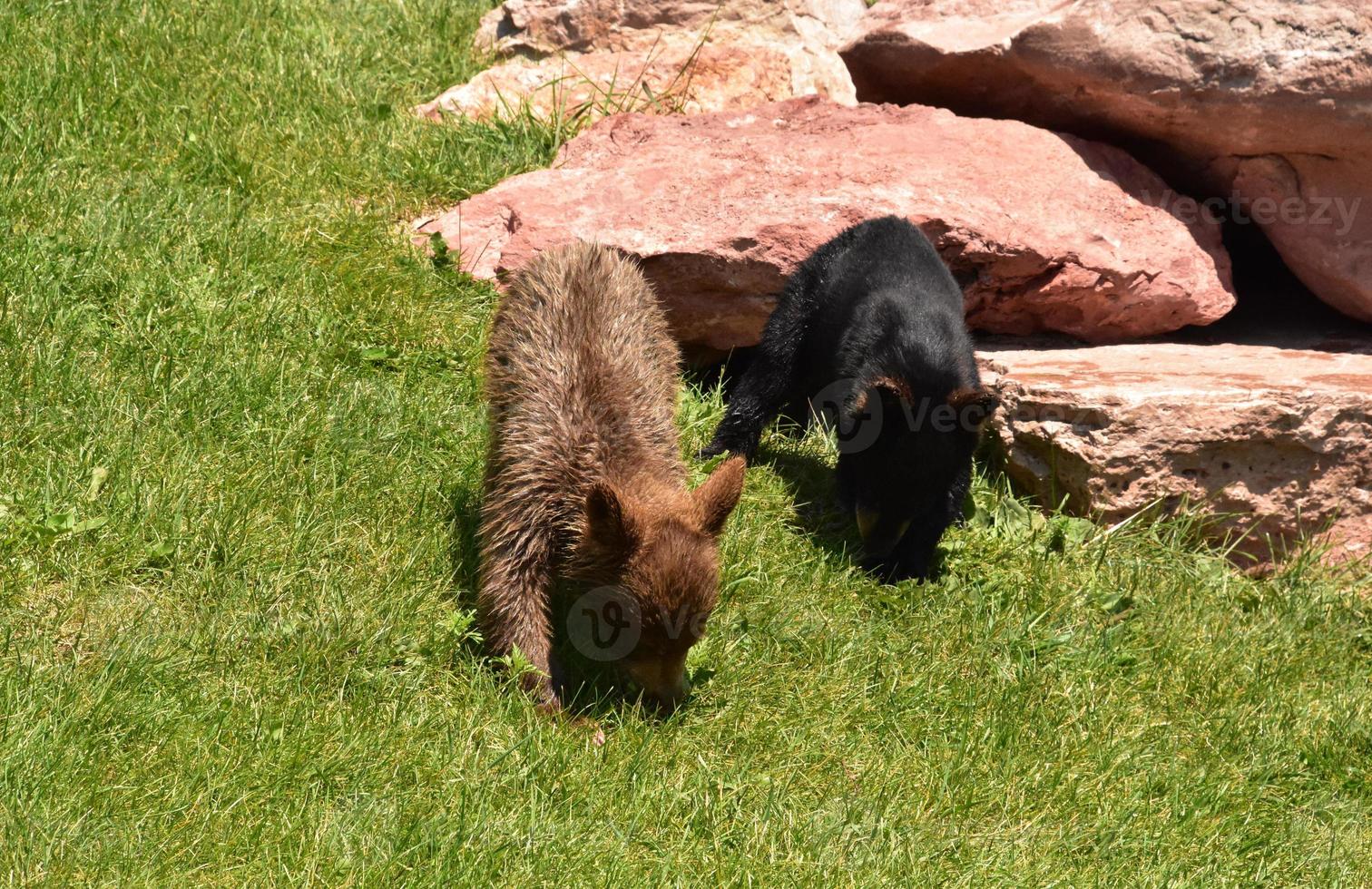 Pair of Cute Black Bear Cubs Sniffing the Ground photo