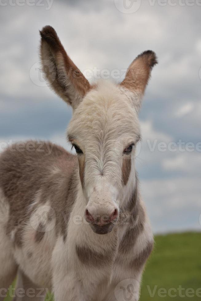 Precious Spotted Young Burro Standing in a Field photo