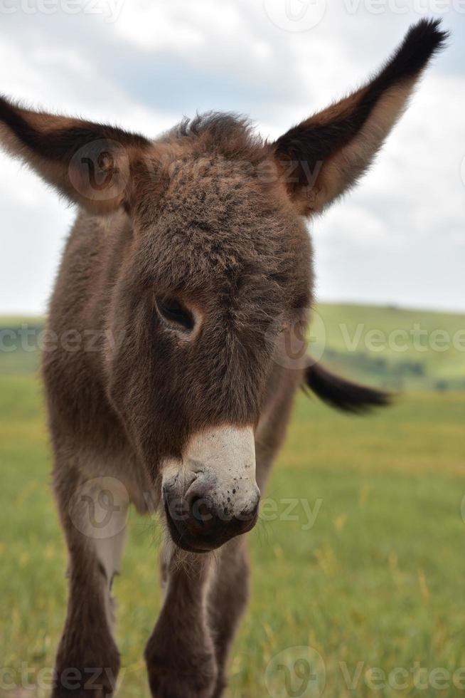 lindo y esponjoso burro potro peludo en custer foto