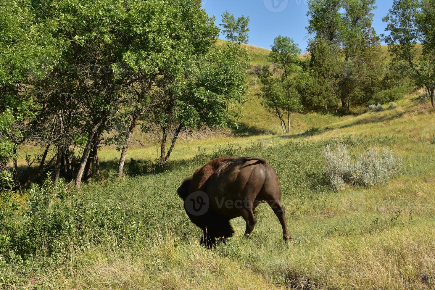 Back of a Bison Bull in Search of a Mate photo