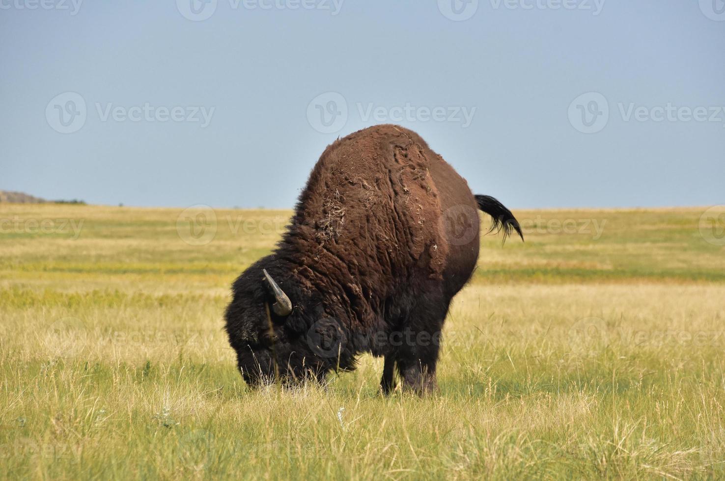 Lone American Buffalo on the Plains Grazing photo