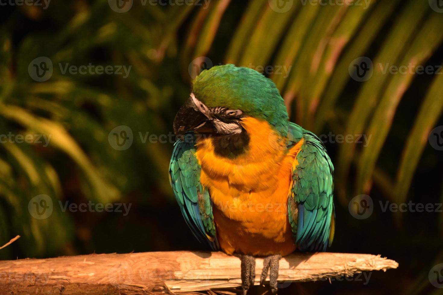 Blue and Gold Macaw with a Black Curved Beak photo