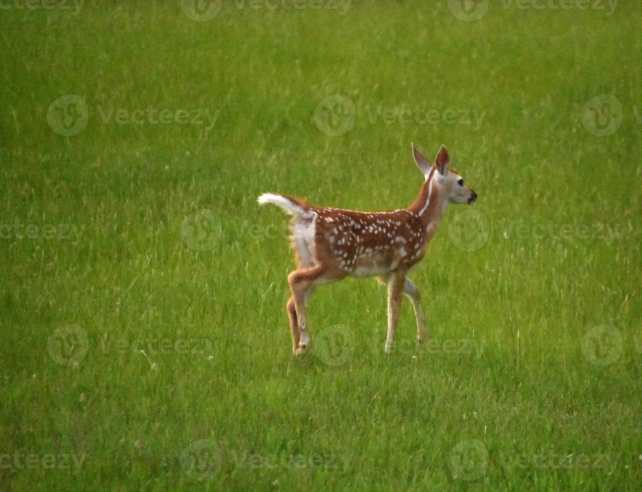 Spotted Deer Walking through Tall Grass in a Field photo