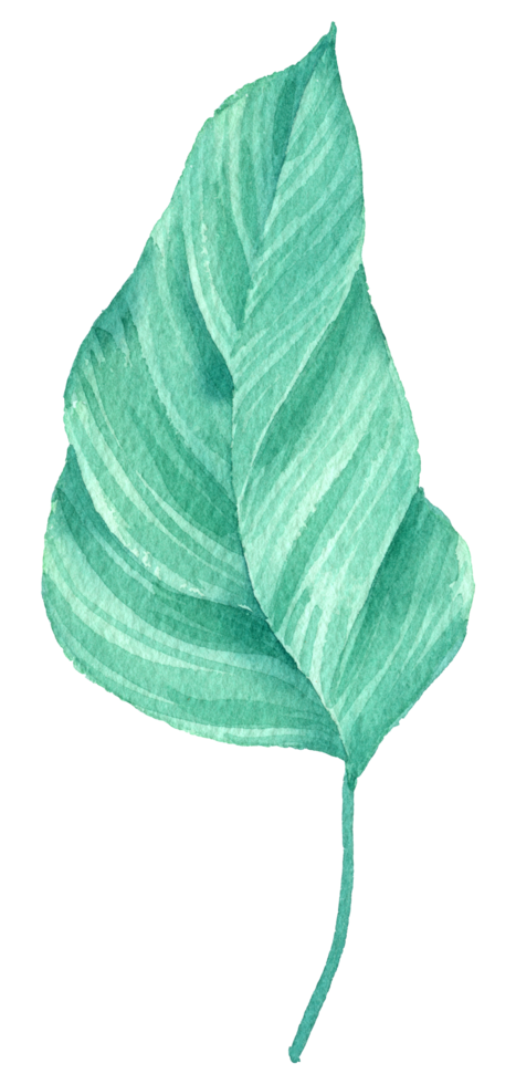 Foliage watercolor, Beautiful leaf watercolor element png
