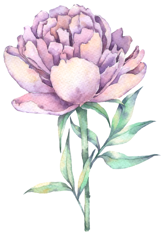 flor de peônia violeta, aquarela de flor de outono png